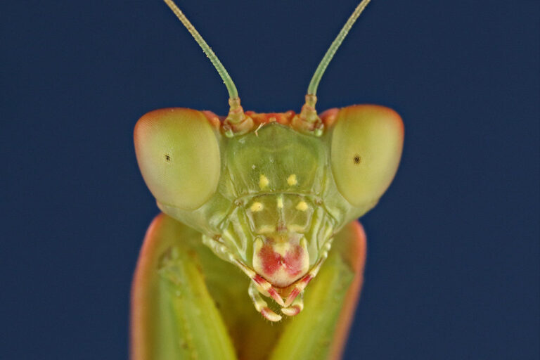What do robots and praying mantises have in common? Read on and find out.